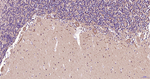 beta Tubulin Antibody in Immunohistochemistry (Paraffin) (IHC (P))