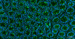 beta Tubulin Antibody in Immunohistochemistry (Paraffin) (IHC (P))