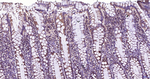 beta Tubulin Antibody in Immunohistochemistry (Paraffin) (IHC (P))
