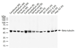 beta Tubulin Antibody in Western Blot (WB)
