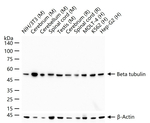 beta Tubulin Antibody in Western Blot (WB)