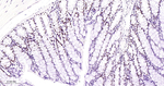 PCNA Antibody in Immunohistochemistry (Paraffin) (IHC (P))