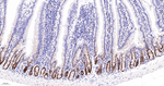 PCNA Recombinant Rabbit Monoclonal Antibody (14D10)