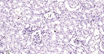 PCNA Antibody in Immunohistochemistry (Paraffin) (IHC (P))