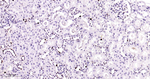 PCNA Antibody in Immunohistochemistry (Paraffin) (IHC (P))