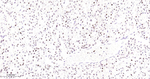 PCNA Antibody in Immunohistochemistry (Paraffin) (IHC (P))