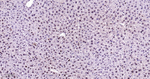 PCNA Antibody in Immunohistochemistry (Paraffin) (IHC (P))