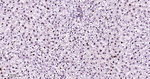 PCNA Antibody in Immunohistochemistry (Paraffin) (IHC (P))