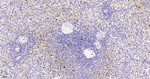 PCNA Antibody in Immunohistochemistry (Paraffin) (IHC (P))