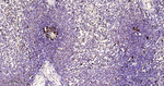 PCNA Antibody in Immunohistochemistry (Paraffin) (IHC (P))