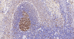 PCNA Antibody in Immunohistochemistry (Paraffin) (IHC (P))