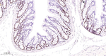 PCNA Antibody in Immunohistochemistry (Paraffin) (IHC (P))