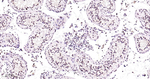 PCNA Antibody in Immunohistochemistry (Paraffin) (IHC (P))
