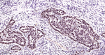 PCNA Antibody in Immunohistochemistry (Paraffin) (IHC (P))