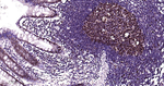 PCNA Antibody in Immunohistochemistry (Paraffin) (IHC (P))