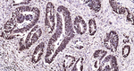 PCNA Antibody in Immunohistochemistry (Paraffin) (IHC (P))