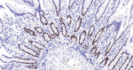 PCNA Antibody in Immunohistochemistry (Paraffin) (IHC (P))