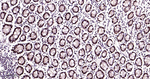 PCNA Antibody in Immunohistochemistry (Paraffin) (IHC (P))