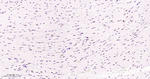 PCNA Antibody in Immunohistochemistry (Paraffin) (IHC (P))
