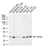 PCNA Antibody in Western Blot (WB)