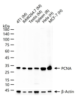 PCNA Antibody in Western Blot (WB)