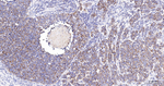 COX4 Antibody in Immunohistochemistry (Paraffin) (IHC (P))
