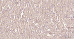 COX4 Antibody in Immunohistochemistry (Paraffin) (IHC (P))