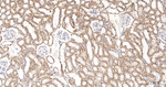 COX4 Antibody in Immunohistochemistry (Paraffin) (IHC (P))