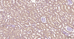 COX4 Antibody in Immunohistochemistry (Paraffin) (IHC (P))