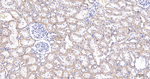COX4 Antibody in Immunohistochemistry (Paraffin) (IHC (P))