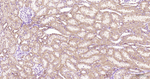 COX4 Antibody in Immunohistochemistry (Paraffin) (IHC (P))