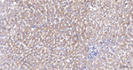COX4 Antibody in Immunohistochemistry (Paraffin) (IHC (P))