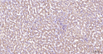 COX4 Antibody in Immunohistochemistry (Paraffin) (IHC (P))