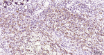 COX4 Recombinant Rabbit Monoclonal Antibody (8A3)