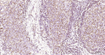 COX4 Antibody in Immunohistochemistry (Paraffin) (IHC (P))