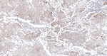 COX4 Antibody in Immunohistochemistry (Paraffin) (IHC (P))
