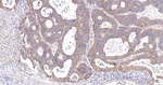 COX4 Antibody in Immunohistochemistry (Paraffin) (IHC (P))