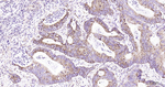 COX4 Antibody in Immunohistochemistry (Paraffin) (IHC (P))