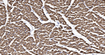 COX4 Antibody in Immunohistochemistry (Paraffin) (IHC (P))