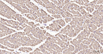 COX4 Antibody in Immunohistochemistry (Paraffin) (IHC (P))