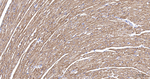 COX4 Antibody in Immunohistochemistry (Paraffin) (IHC (P))
