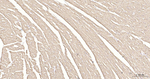 COX4 Antibody in Immunohistochemistry (Paraffin) (IHC (P))