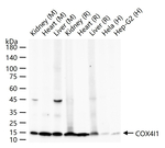 COX4 Antibody in Western Blot (WB)