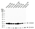 COX4 Antibody in Western Blot (WB)