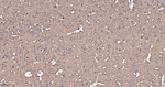 alpha Tubulin Antibody in Immunohistochemistry (Paraffin) (IHC (P))