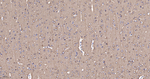 alpha Tubulin Antibody in Immunohistochemistry (Paraffin) (IHC (P))