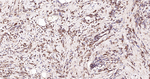 alpha Tubulin Antibody in Immunohistochemistry (Paraffin) (IHC (P))