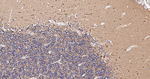 alpha Tubulin Antibody in Immunohistochemistry (Paraffin) (IHC (P))