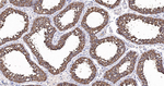 alpha Tubulin Antibody in Immunohistochemistry (Paraffin) (IHC (P))