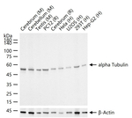 alpha Tubulin Antibody in Western Blot (WB)